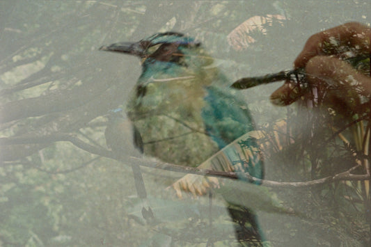 Motmot-shortfilm about bird illustration in Costa Rica by Antonia Reyes Montealegre