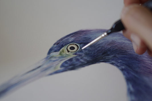 Garza Azul - Una historia visual