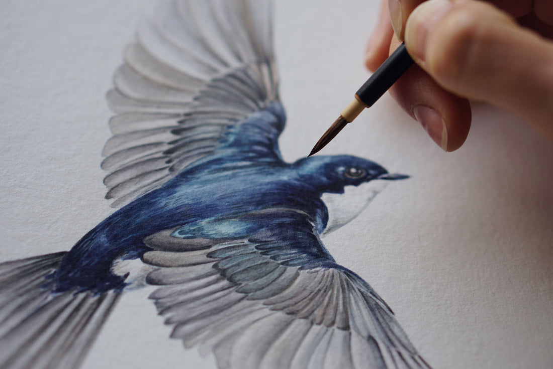 acuarela Golondrina chilena - Aves de Chile - Ilustración por Antonia Reyes @antoniapajarito
