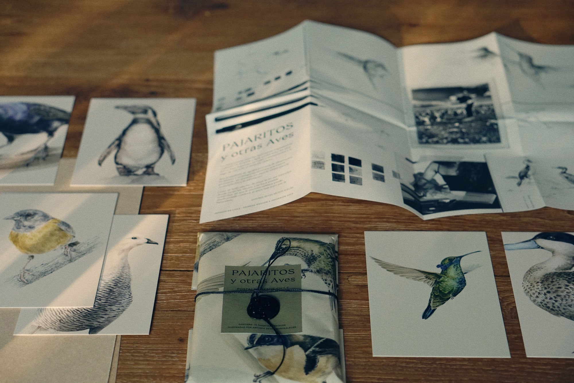 postcards with illustrations of birds from Chile by Antonia Reyes Montealegre @paraiso__perdido