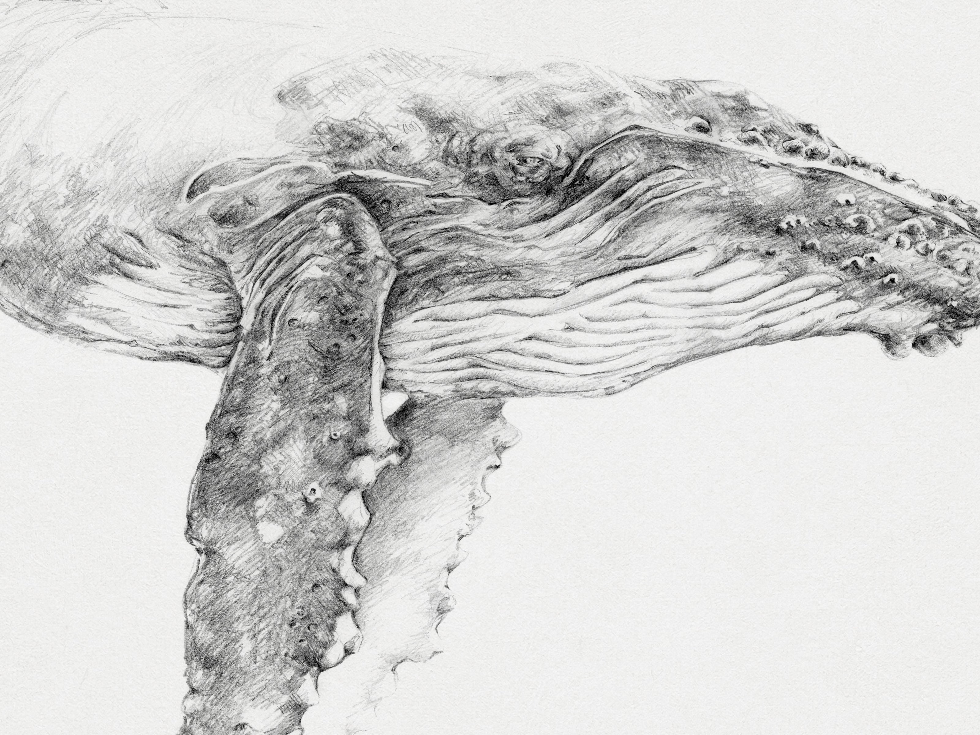 graphite drawing of humpback whale by nature artist antonia reyes montealegre