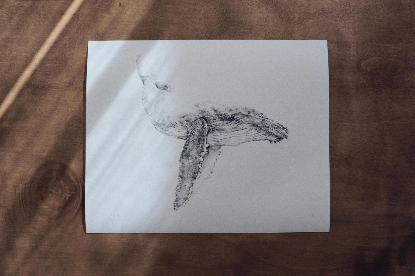 pencil drawing of humpback whale by antonia reyes montealegre, wildlife artist, chile