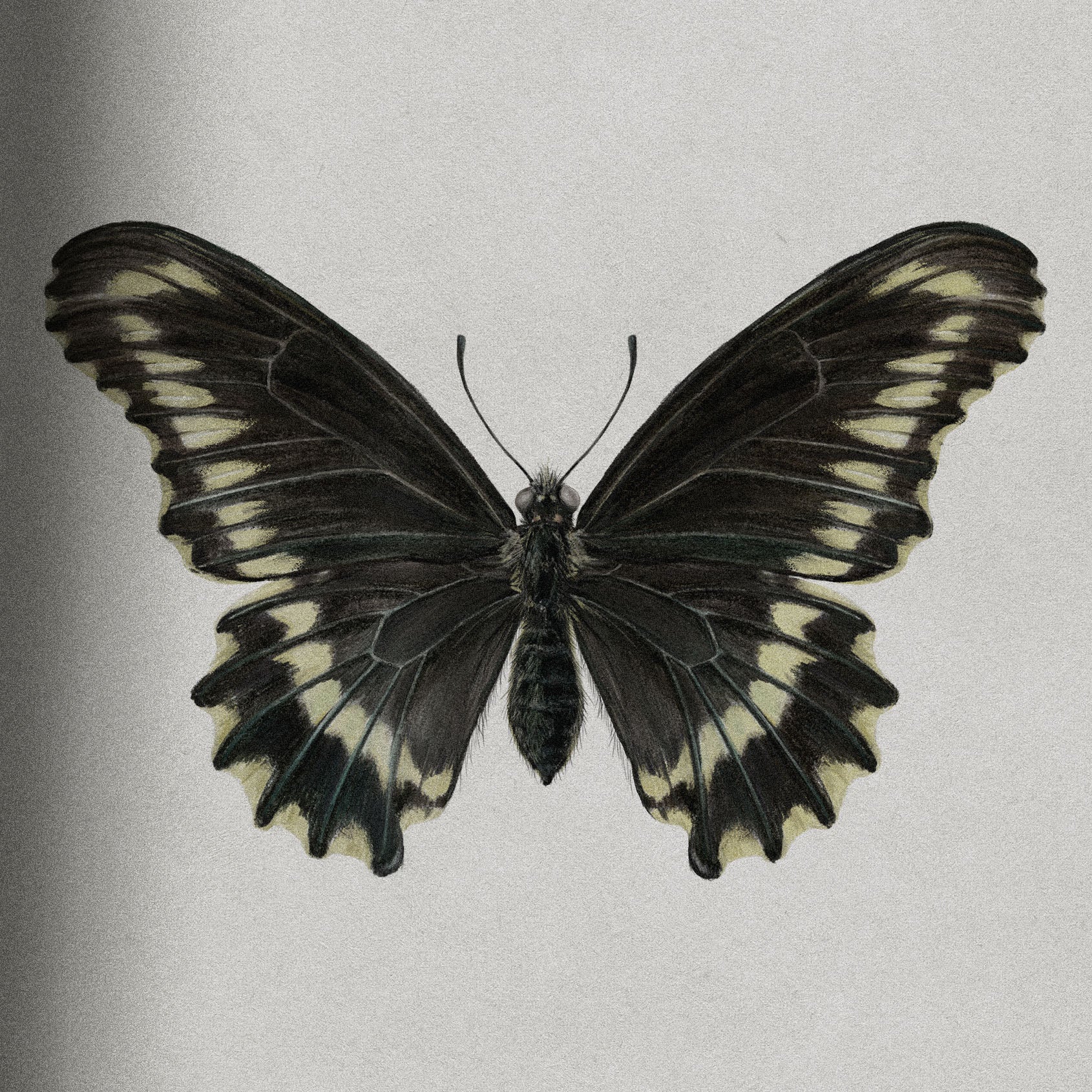 illustration of black papilonio butterfly from chile by nature artist antonia reyes montealegre