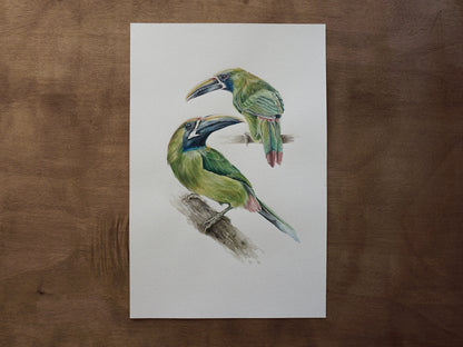tropical bird illustration in watercolor of Aulacorhynchus prasinus by wildlife artist antonia reyes montealegre