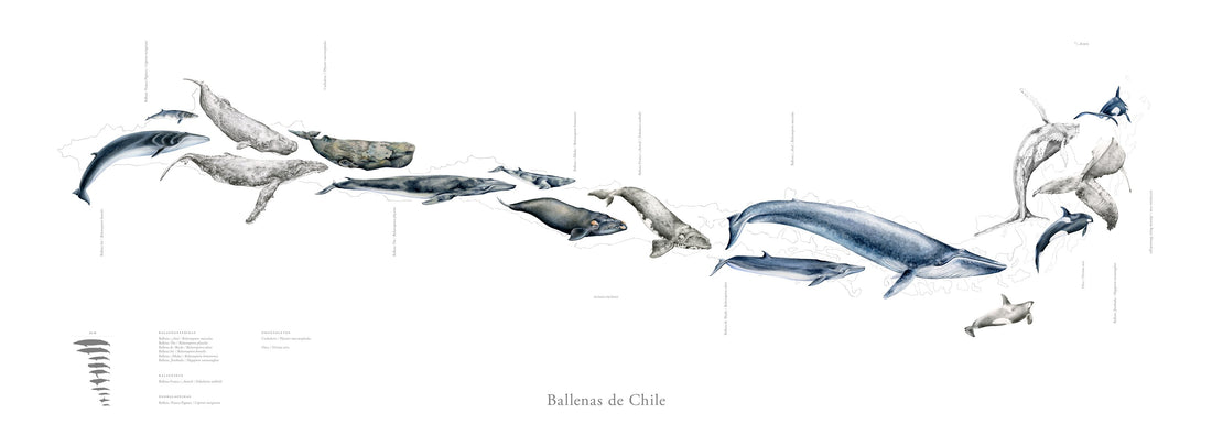 Mapa Ballenas de Chile