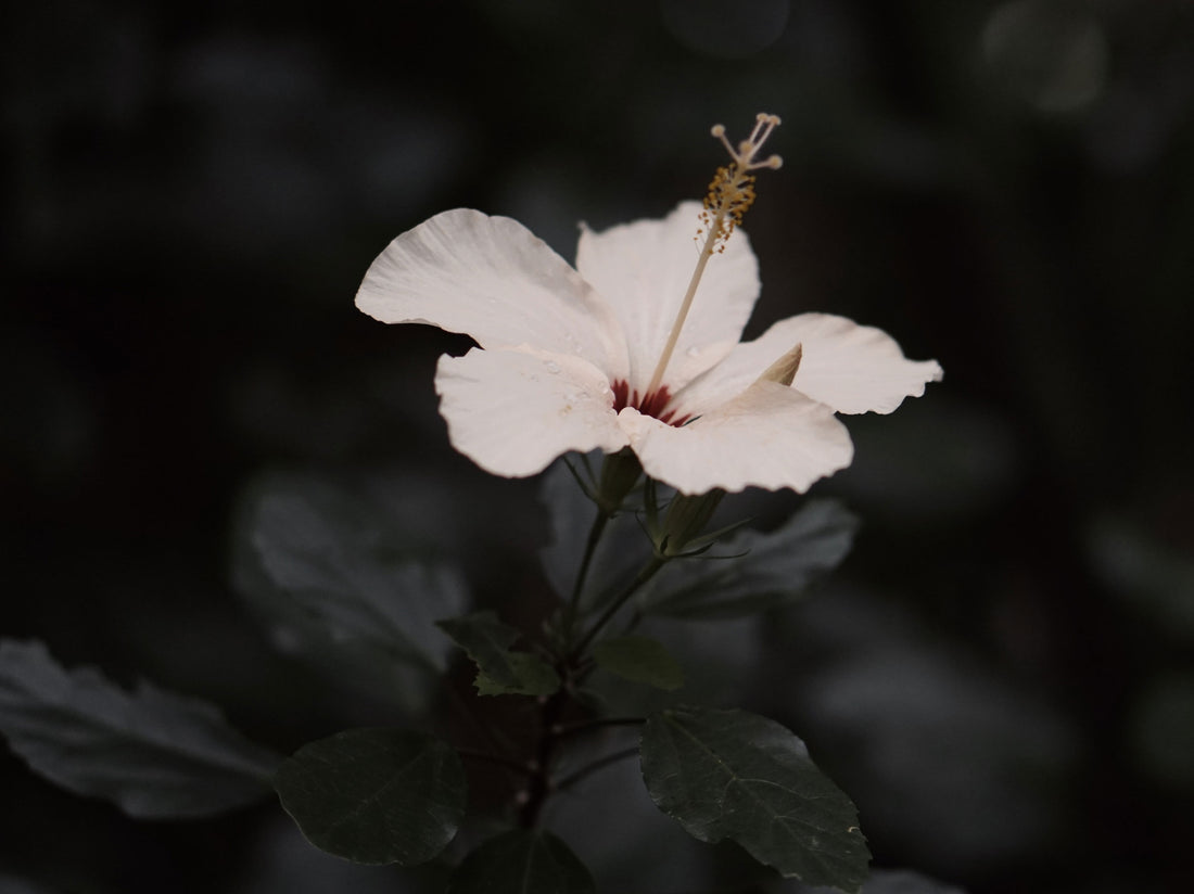 (casi) Todas las plantas del mundo