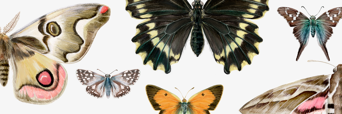 Chile, un Jardín de Mariposas