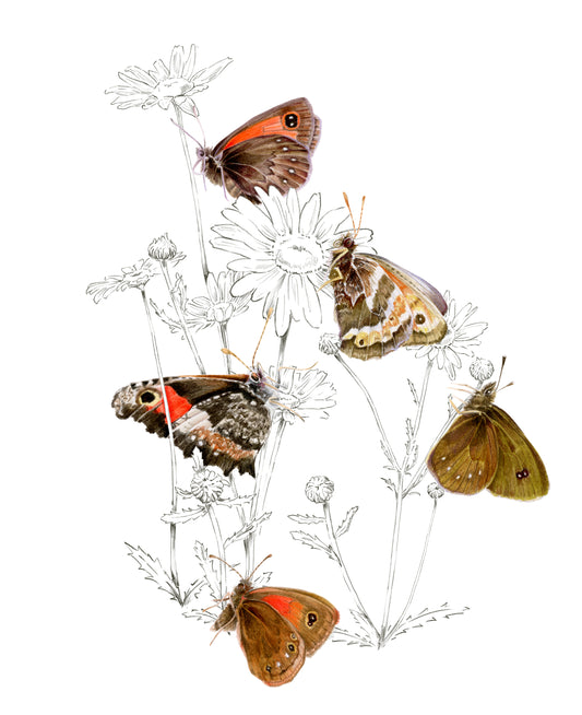 mariposas nativas Chile - Huilo Huilo - ilustracion Antonia Reyes - nimfalidos satiridos