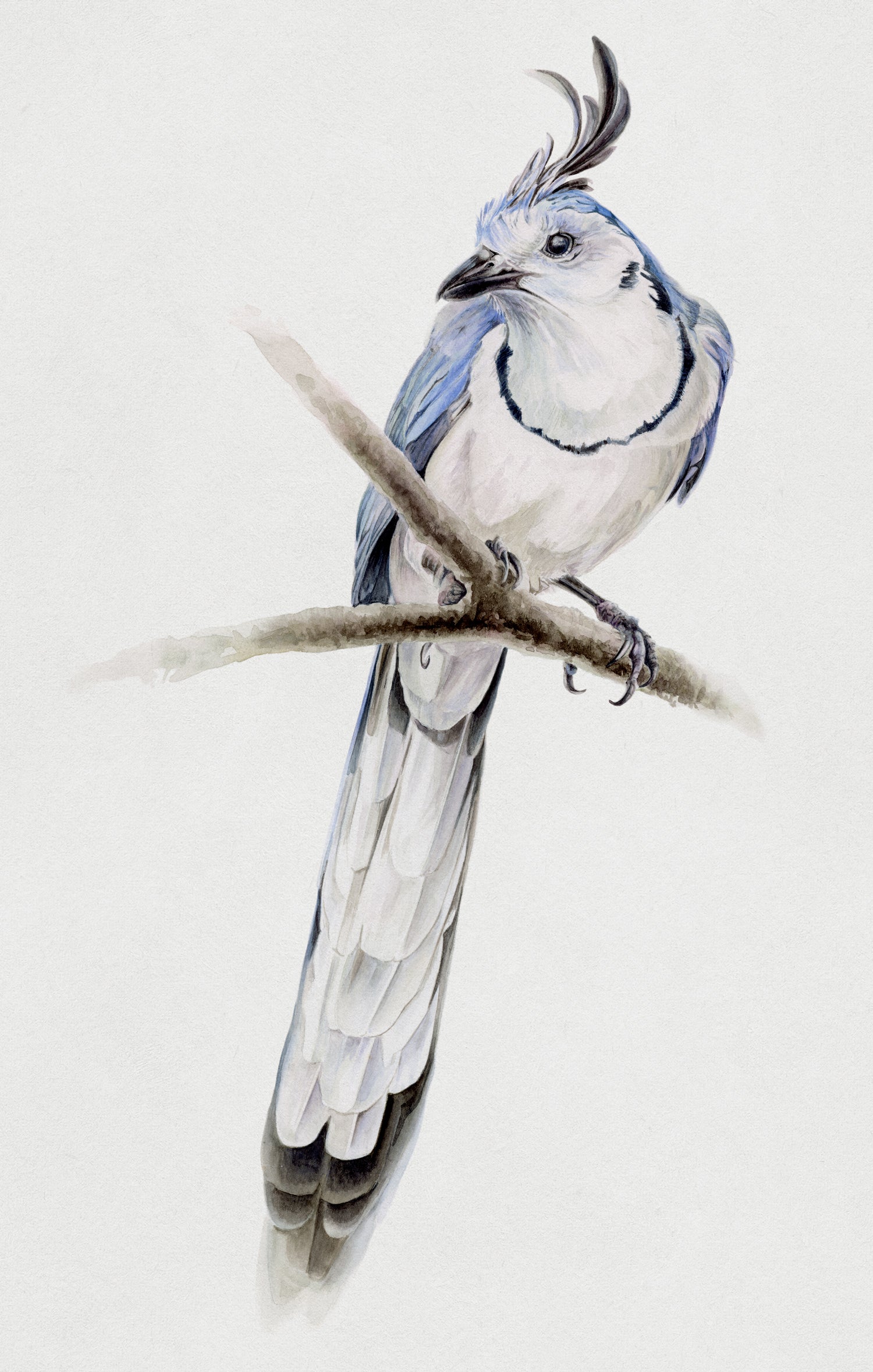 tropical bird illustrations in watercolor by wildlife artist antonia reyes montealegre, Calocitta formosa