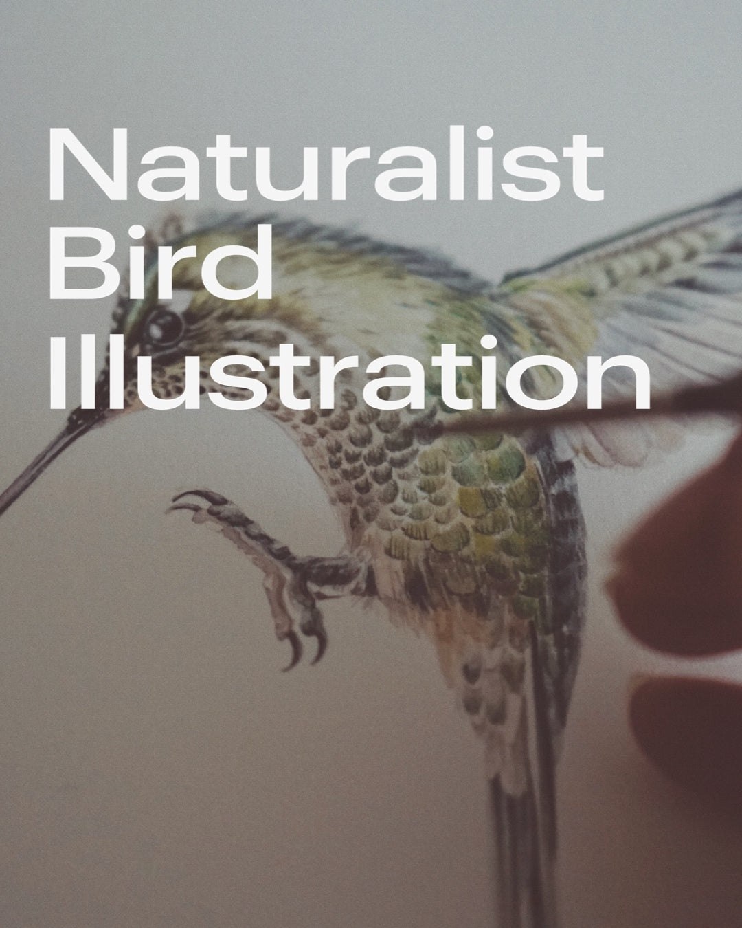 naturalist-bird-illustration-online-course-antonia-reyes-montealegre-PARAISO