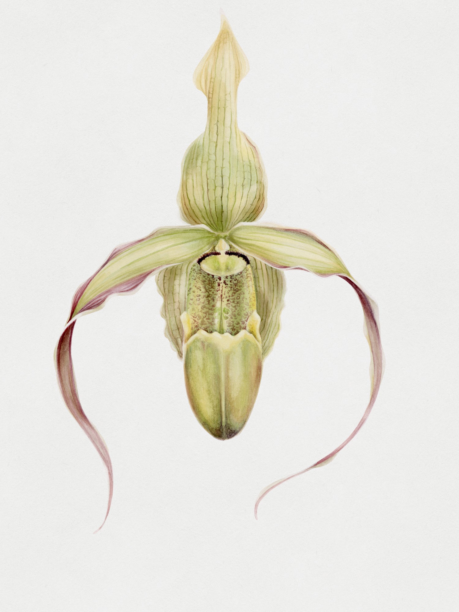 botanical illustrations of orchids in watercolor by wildlife artist antonia reyes montealegre